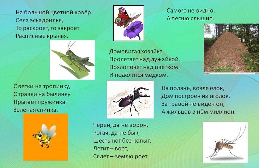 Загадки про насекомых