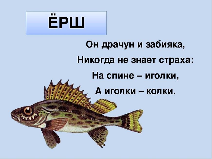 Загадки про рыб