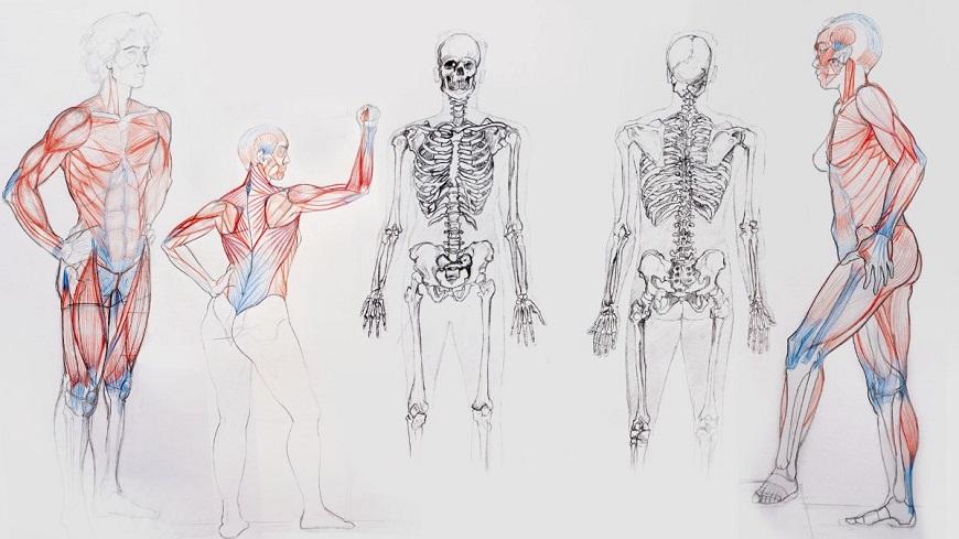 Прорисовка линий мышц человека