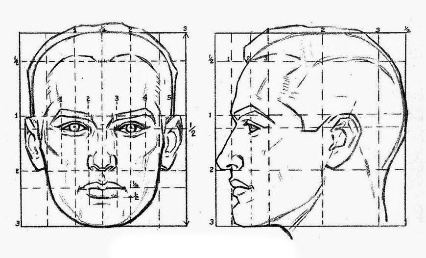 пропорции головы и лица человека в рисунке