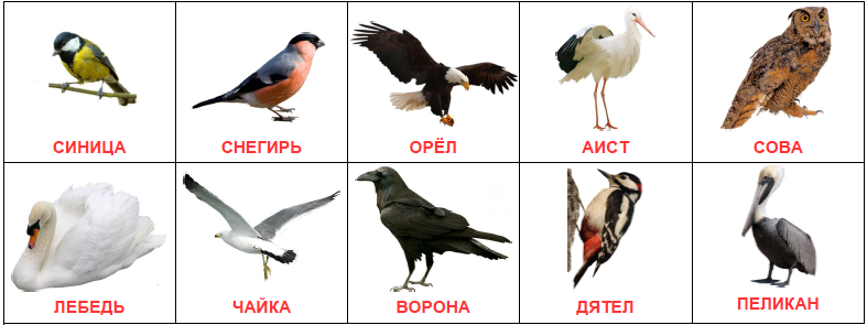Карточки Домана птицы